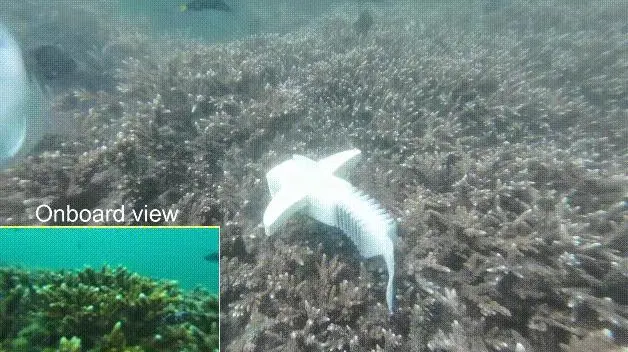 機器魚“潛入”魚群,中國科研團隊研發(fā)新型柔性機器人